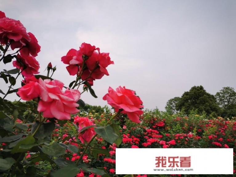 情人节姐妹相聚的快乐时光句子？