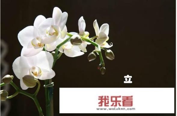 2019年各省出生人口数量排名？