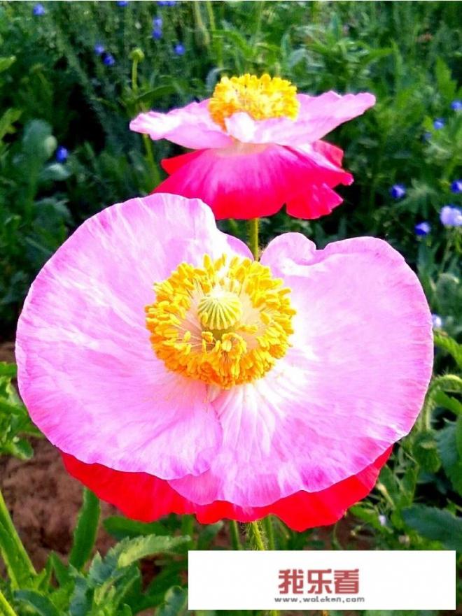 分享一下你手机中的春夏秋冬，要四个季节的照片啊？