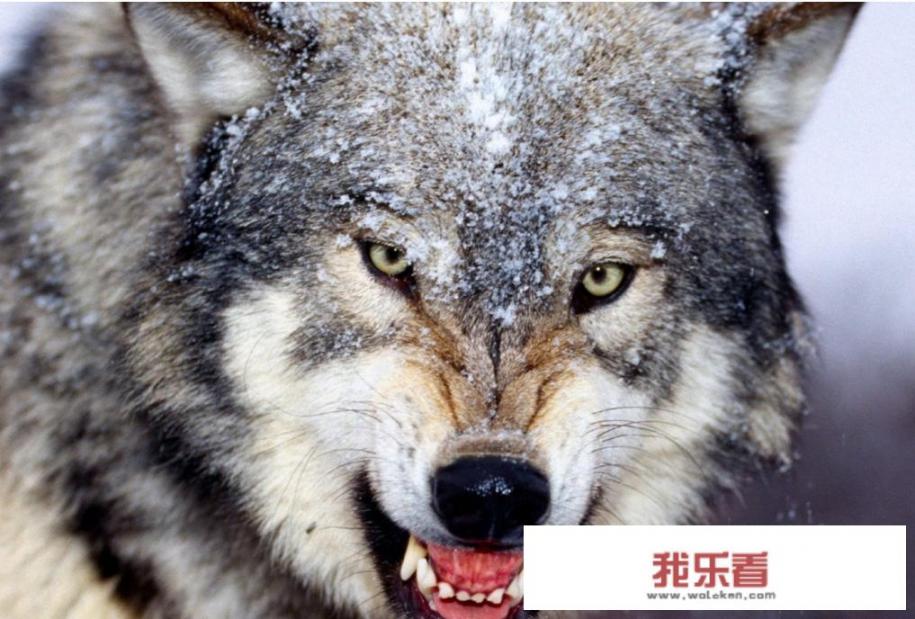 华为集团成功体现哪些经济学原理？