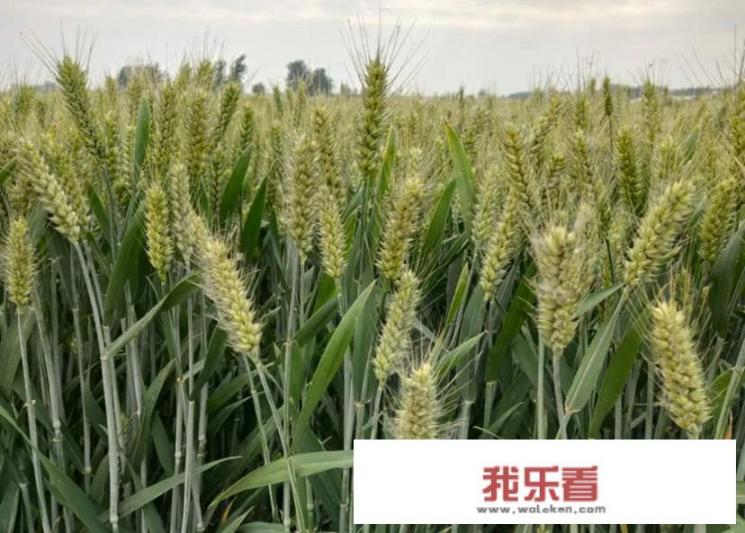 中国饮食文化的标志？