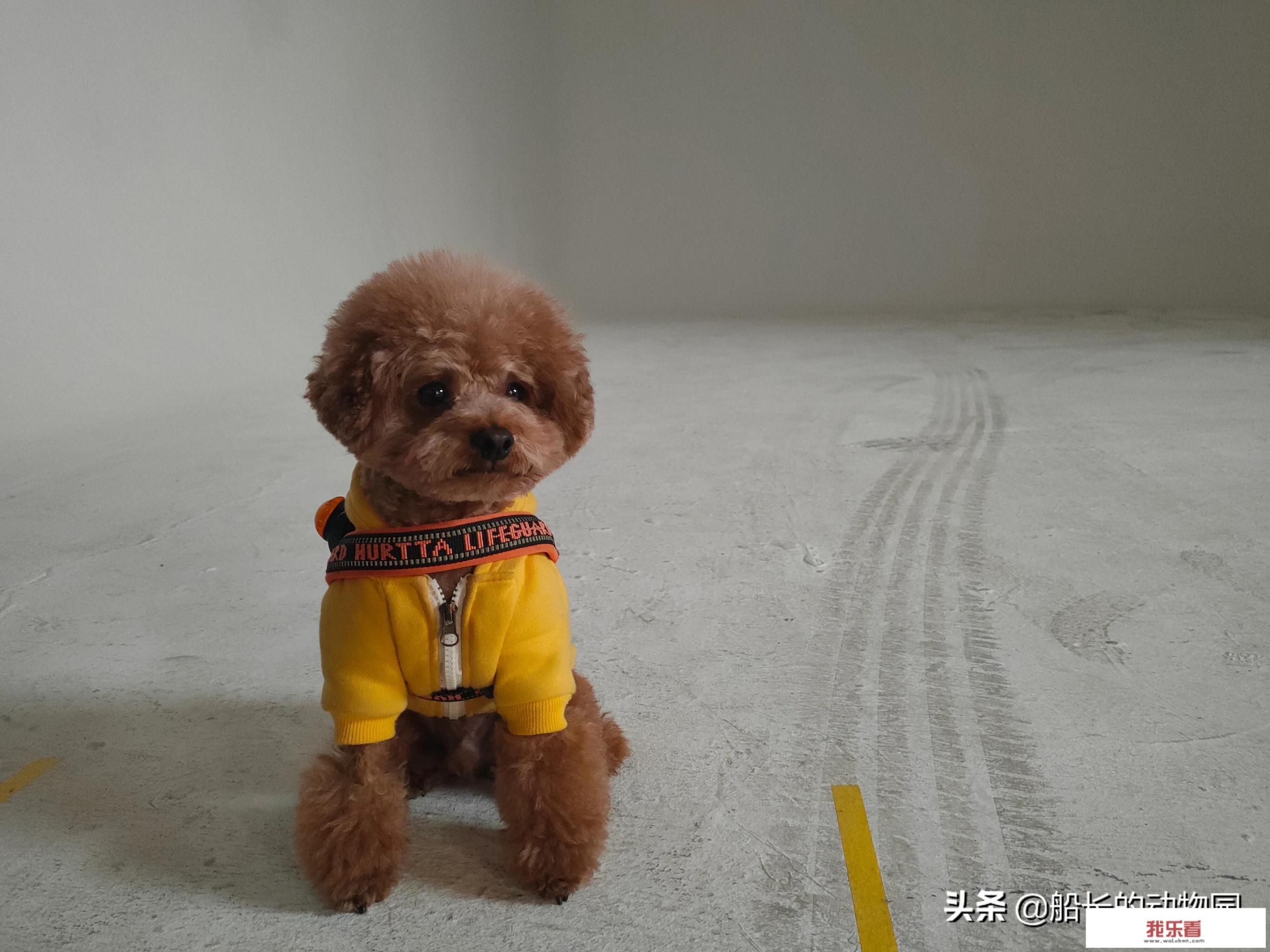 最贵十种小型犬？