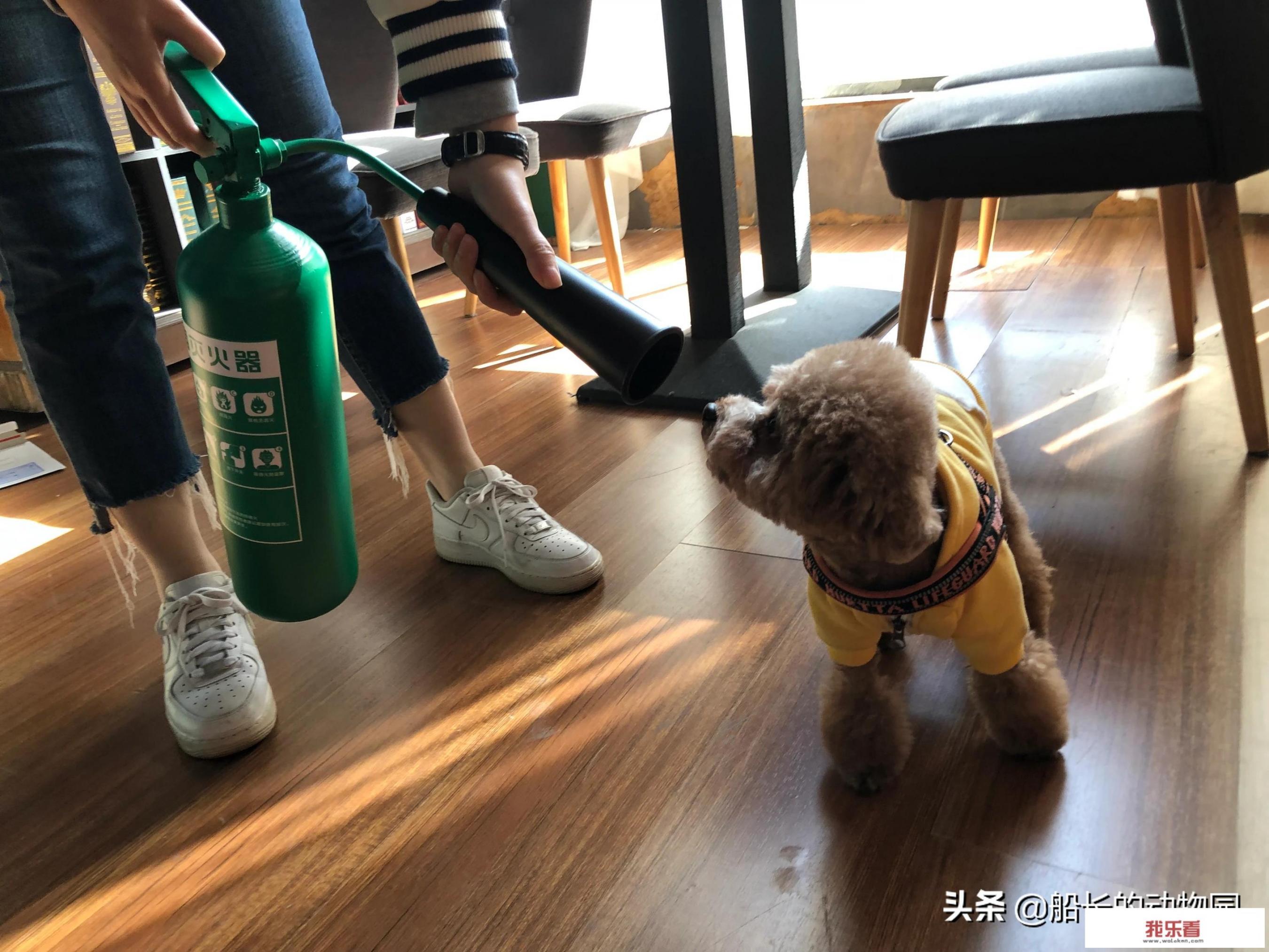最贵十种小型犬？