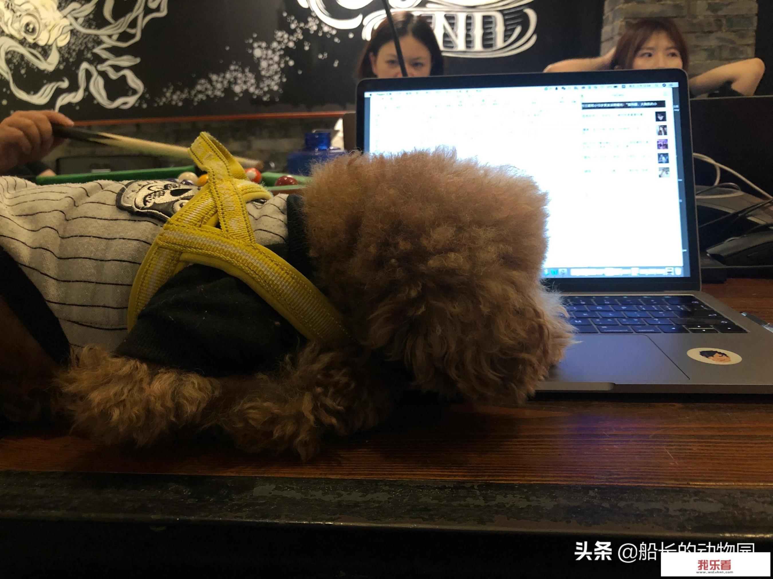 最贵十种小型犬？