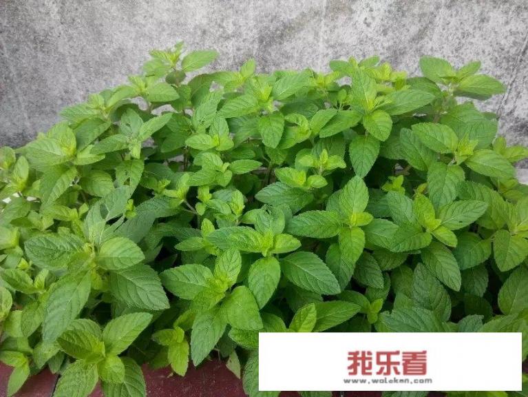 春季菜荒适合吃什么菜？