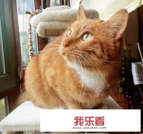 盘点最漂亮可爱的十个猫咪品种，你家猫是哪一种？