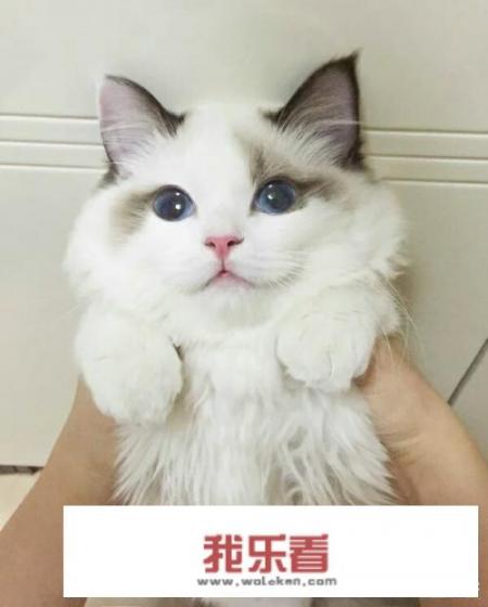盘点最漂亮可爱的十个猫咪品种，你家猫是哪一种？
