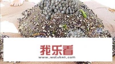 为什么发身体照比脸照更受欢迎？