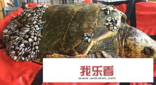 为什么发身体照比脸照更受欢迎？