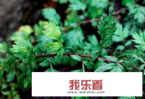 玉米面糍粑电饼铛做法？