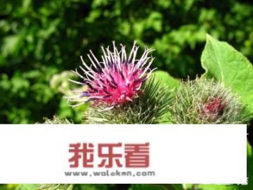 牛蒡有何作用？