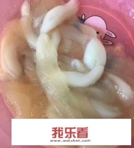 籽乌哪里不能吃？