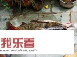用什么饵料钓花鲢鱼饵料配方？