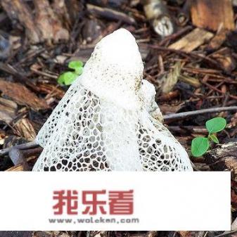 新鲜竹荪炖汤最佳做法？