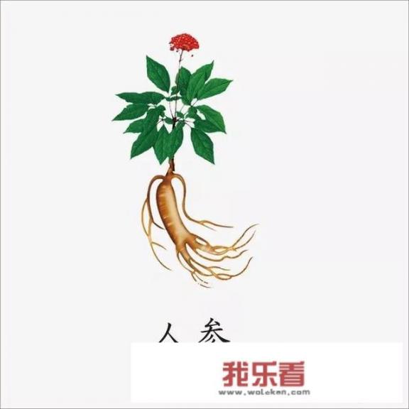 10种野生药用植物的名称（珍贵一点的）？