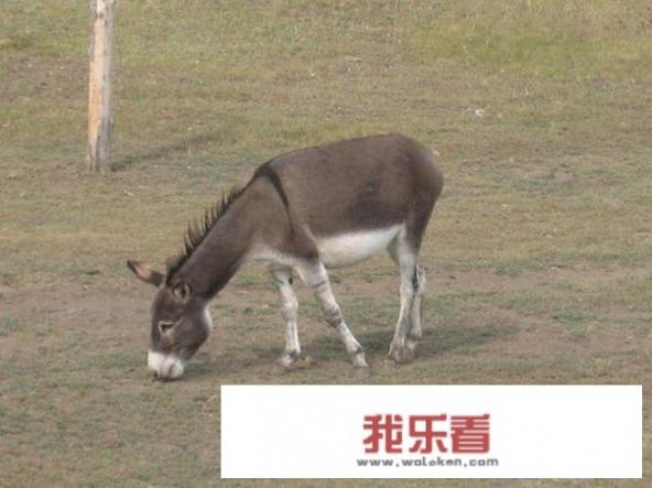 华为手机跟骁龙手机哪个好？