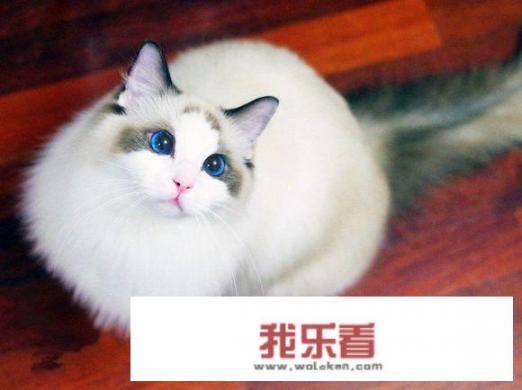 母狸花猫叫声？