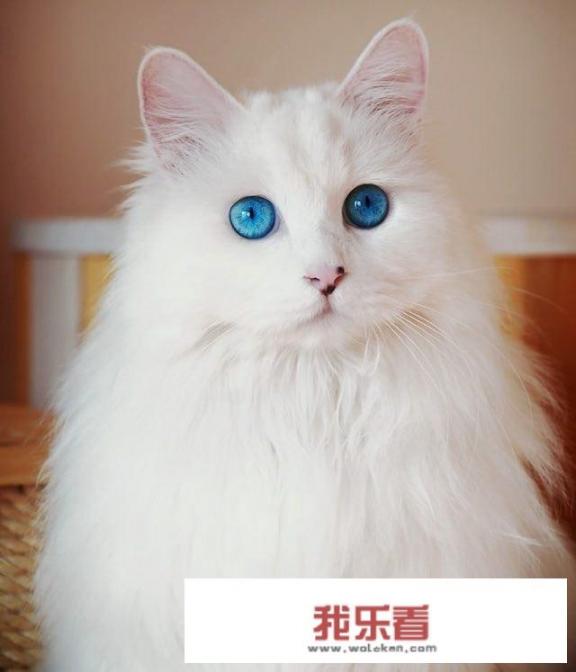 母狸花猫叫声？
