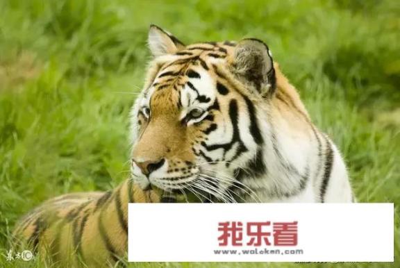 虎啸为什么会让人不寒而栗？