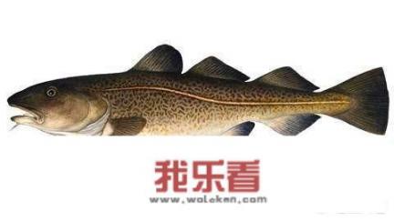 如何分辨切片的“鳕鱼”如何分别是真鳕鱼还是油鱼？