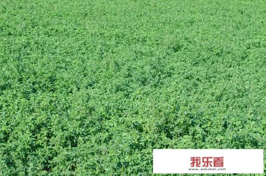 种植苜蓿的方法？
