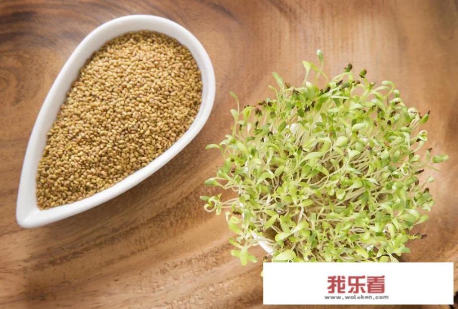 种植苜蓿的方法？