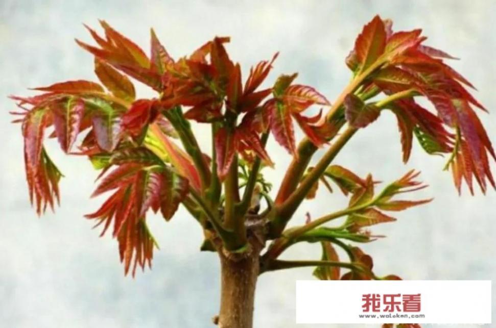 香椿树除了吃，还有其他作用吗？