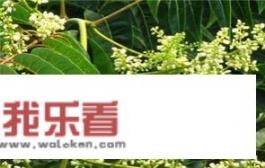 香椿树除了吃，还有其他作用吗？