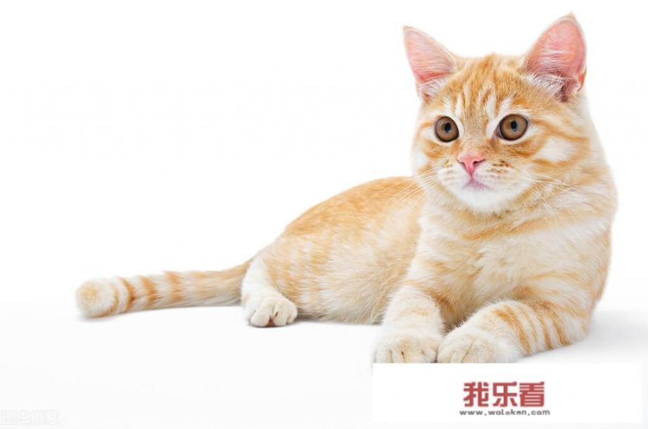 东莞哪个镇适合创业？