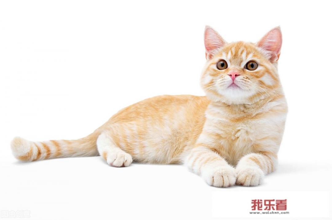 东莞哪个镇适合创业？