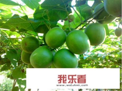 罗汉果茶怎么泡？