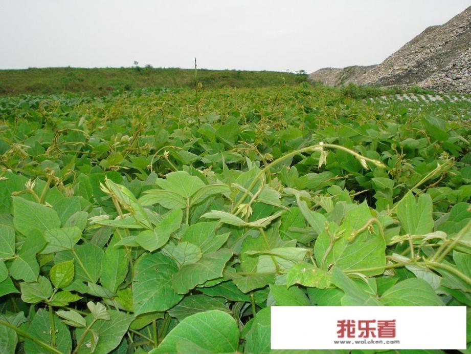 葛藤怎么彻底杀除？