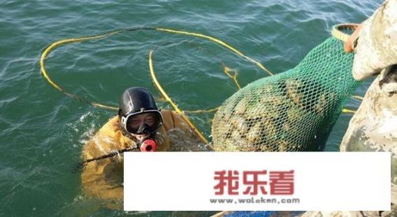 100元10个海参是真的吗？