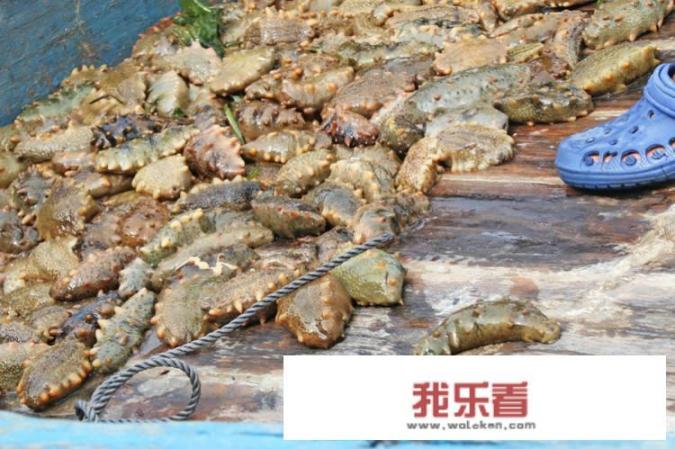 100元10个海参是真的吗？