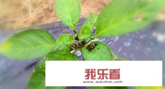 腌制的辣椒怎么邮寄？