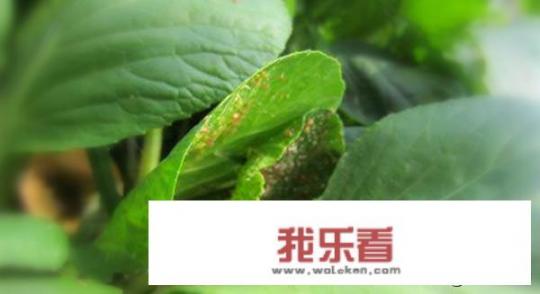 腌制的辣椒怎么邮寄？