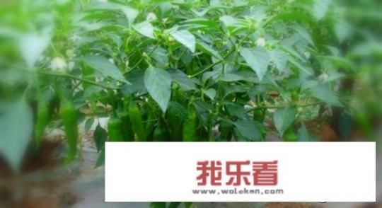 腌制的辣椒怎么邮寄？