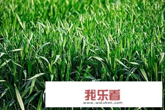 吃什么补脂肪最快？