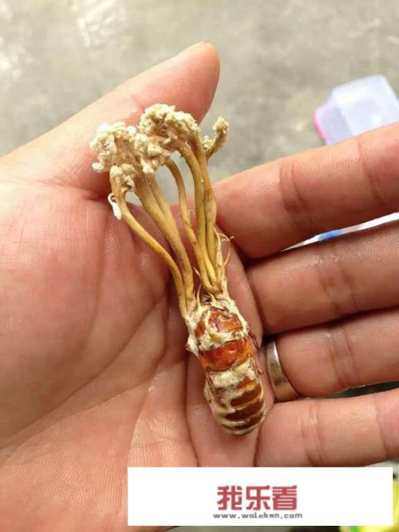 金蝉花的吃法有哪些？