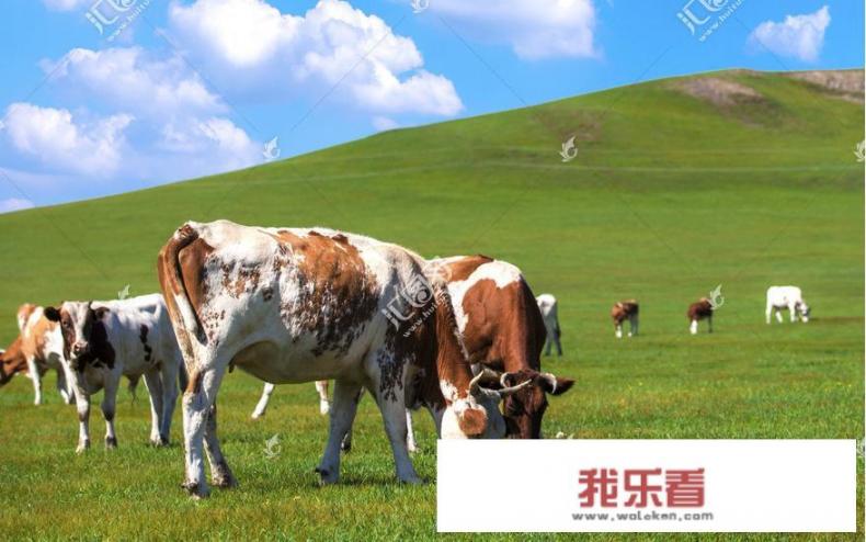鲜牛肉多少钱一斤？
