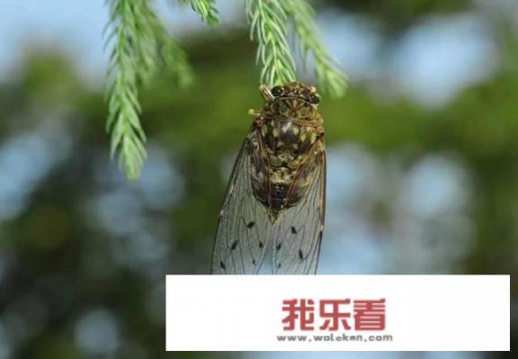讲述伽椰子童年的电影？