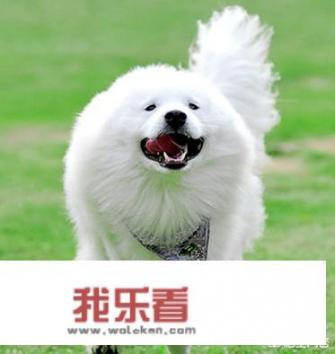狗究竟有几种叫声，各代表什么意思？