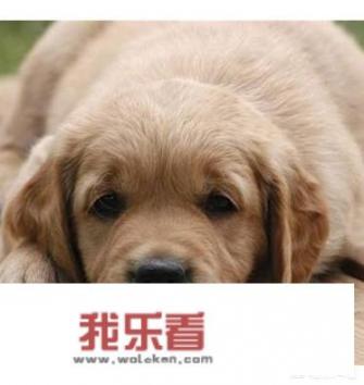 狗究竟有几种叫声，各代表什么意思？