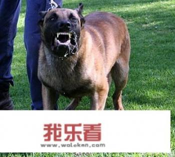 狗究竟有几种叫声，各代表什么意思？