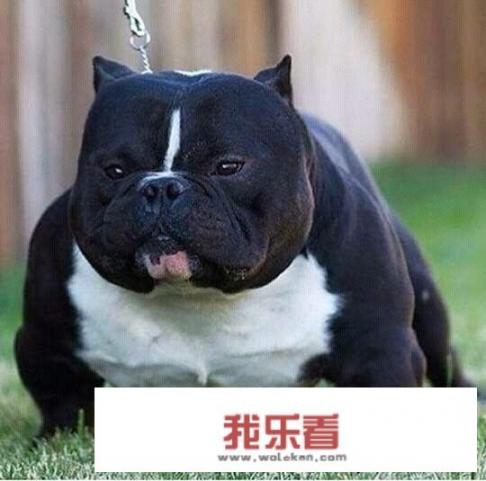 什么声音能引起狗的吠叫？