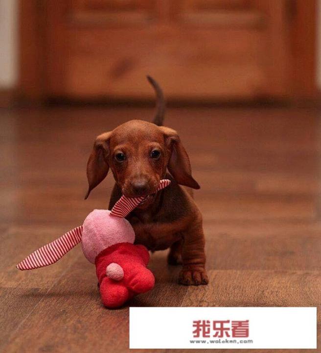 什么声音能引起狗的吠叫？