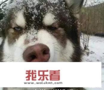 什么声音能引起狗的吠叫？