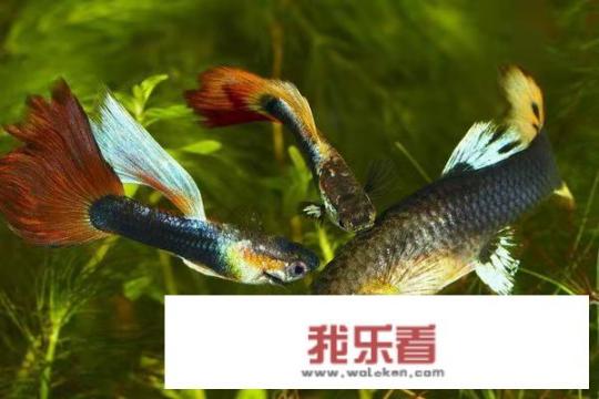 凤尾鱼的养殖方法？