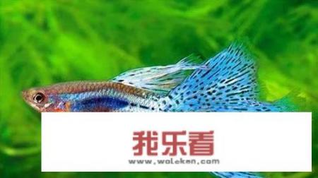 凤尾鱼的养殖方法？