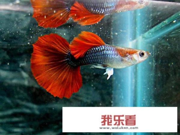 凤尾鱼的养殖方法？